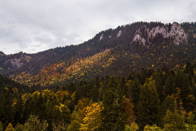 Scenic view of trees in forest against sky