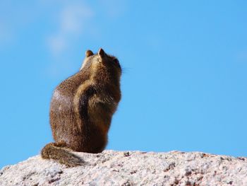 Low angle view of a squirrel on rock against clear blue sky