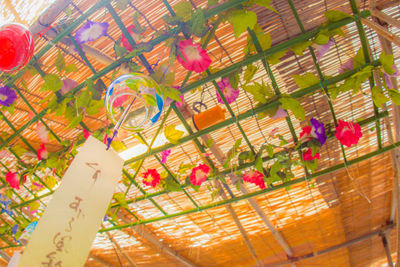 High angle view of multi colored roses on plant