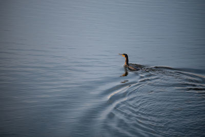 Bird swimming in lake