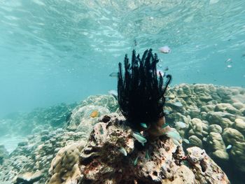 View of turtle swimming in sea