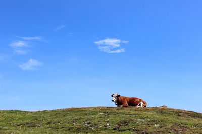 Cow in a field