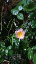 Close-up of water drops on leaf