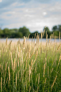 Close-up of grass on field against sky