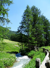 Scenic view of stream amidst trees in forest against sky