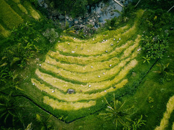 High angle view of fresh green field