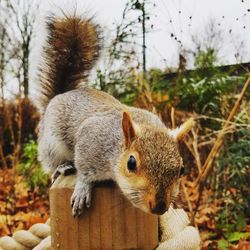 Close-up of squirrel on wood