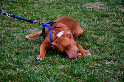 High angle view of dog on field