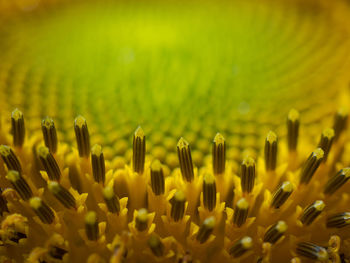 Close-up of yellow flowering plant on field