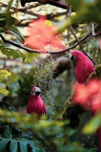 Close-up of bird on red flower