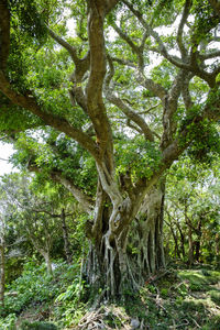 Trees in forest