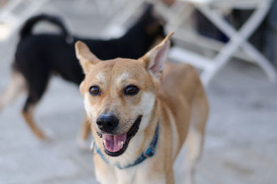 Close-up portrait of dog