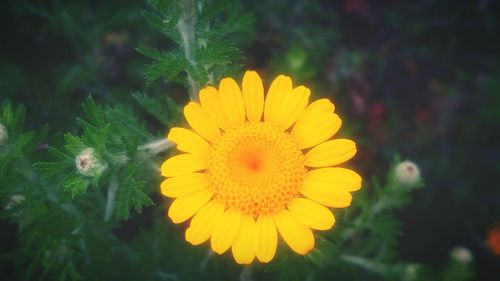 Close-up of yellow flower blooming outdoors