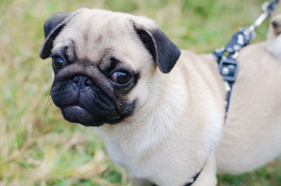 Close-up portrait of a dog