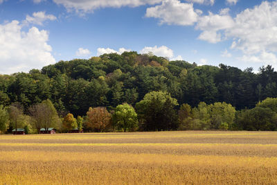 Scenic view of agricultural field against sky