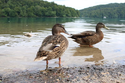 Ducks on a lake