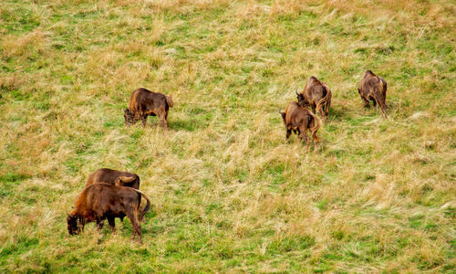 Buffalo in the grass 