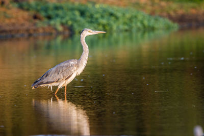 Full length of gray heron