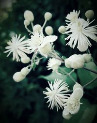 Close-up of white flowers