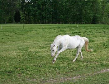 Side view of a horse in field