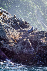 View of birds on rock