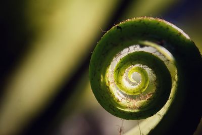 Close-up of fern growing on plant