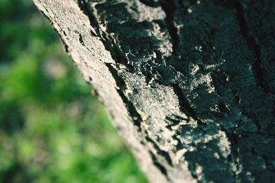 Close-up of lichen on tree trunk