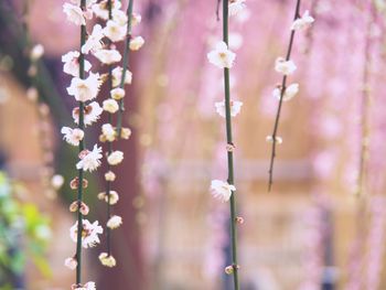 Close-up of purple flowering plant