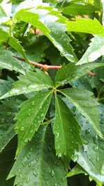 Close-up of dew drops on leaves