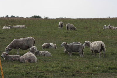 Sheep grazing in a field, stonehenge