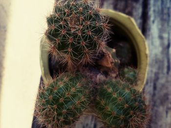 Close-up of cactus