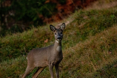 Portrait of deer standing on land