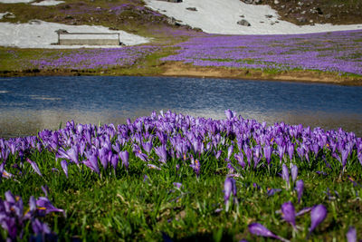 Purple flowering plants on field by lake