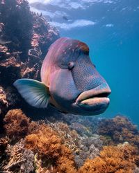 Close-up of fish swimming in sea