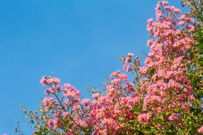 Low angle view of pink flowering plants against blue sky