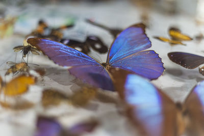 Close-up of butterfly on flower