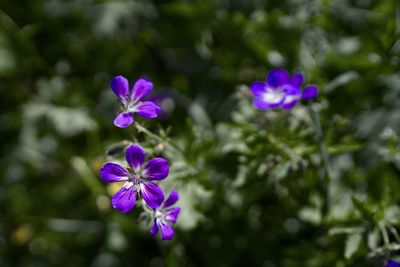 Close-up of purple flowering plant