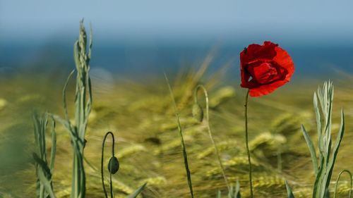 Close-up of a solitary poppy in a barley field close to the black sea shore.