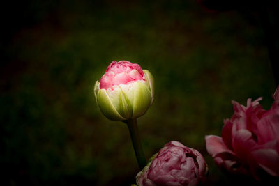 Close-up of pink tulips