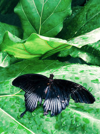Butterfly on leaf