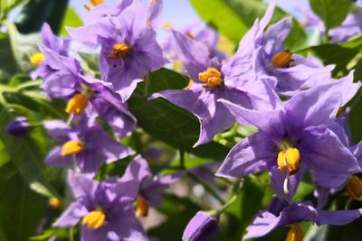 Close-up of purple flowering plants