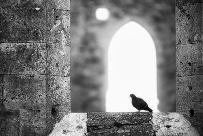 Close-up of bird perching on wall