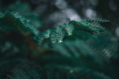 Close-up of leaf on tree during winter