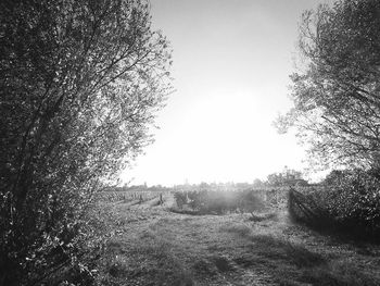 Trees on field against clear sky
