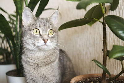 Close-up of cat