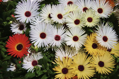 Full frame shot of white daisy flowers