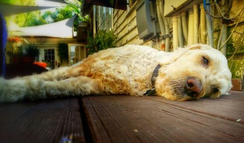 Close-up of dog relaxing outdoors