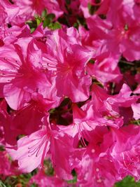 Close-up of bumblebee on pink flowering plant