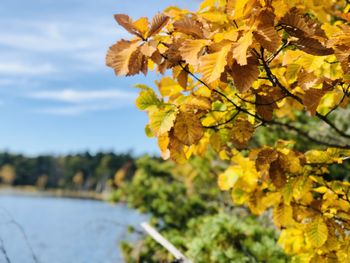 Close-up of yellow flowering plant during autumn