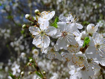 Close-up of apple blossoms in spring